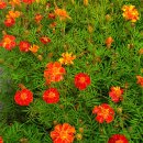 네일 더 예쁜 이미지