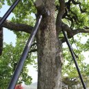 영풍 병산리 갈참나무 이미지