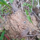 신기수목장 이미지