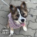 2003 | 포인핸드 입양후기[❤️입양후기❤️] 2003.쿠크