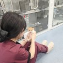 헤이븐동물병원 이수점 | 동물보건학과 합격할 수 있었던 비결 면접 후기