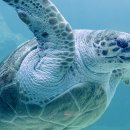 블루아프리카 이미지