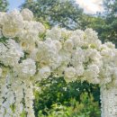 벨라(Bella) 이미지