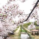 주말 온통 벚꽃세상 펼쳐진 시흥 봄나들이 이미지