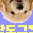 베베도그 이미지