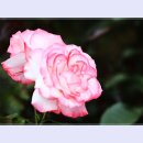 곡성-157 이미지