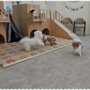 멍땅내사랑 애견유치원 애견호텔 | 구리강아지유치원 멍땅 강아지 유치원 후기