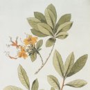 보타니컬아트(식물세밀화) | 식물 세밀화 보태니컬 아트, 집에서 힐링하는 최고의 취미