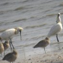 볼음도저어새생태마을 이미지