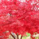 치악산 사슴농장 이미지