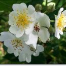 하늘담한의원 이미지