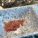 지웰마트 | [청주] 갈비스토리 / 지웰시티 양갈비 갈비삼겹 맛집으로 추천