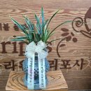 완월동242 | 개업 · 승진 축하 땐 역시 화분이 정답! 마산꽃집 플라워마리포사의 승승장구 대박 기원 화분 추천