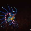 Juvenile lionfish 이미지