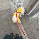 있을 때 대처법 및 구조가 필요한 동물 발견시 대처법(feat.강아지 산책 중 길고양이 새끼 구조한 후기)