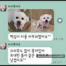 혁신애견미용 | [대구 동구 혁신도시 애견미용&amp;호텔] 슈슈네 다녀왔어요🐶✨