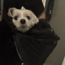 지나댕댕 이미지