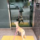 애경 동물병원 | 애경종합동물병원에서 강아지 건강검진 받은 후기(비용,종류)