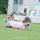 드라이119 | 가평 애견펜션, 2박 하고픈 '바비애견풀빌라' 애견동반 후기