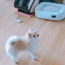 꿀잠:실