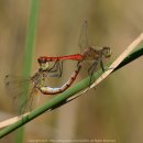 고추잠자리 이미지