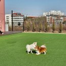 눈이부시개 이미지