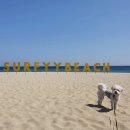 글램독 양양 이미지