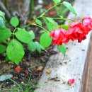 한밭수목원 동원 이미지