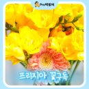 프리지아 | 꽃구독 유스풀몰 프리지아 생화택배 후기