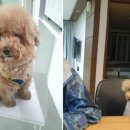 입댕로랑 이미지