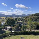 댄싱도그 이미지