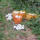 지평농장 이미지