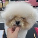 멍데이즈 이미지