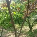 장자농장 이미지