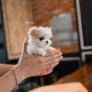 도로시 퍼피 이미지