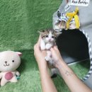 광주강아지분양 고양이분양 펫왕국 이미지