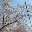 제노호텔 | 벚꽃놀이 즐기러 발안천구경후 제노호텔에서 편안하게 쉬고온 후기:) 오산호텔중 최고!