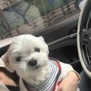 본바른 동물의료센터 이미지