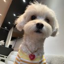 모들펫살롱 이미지