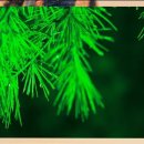 세인트루이스 애견 이미지