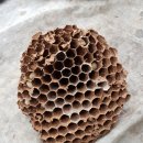 순천-22호 이미지