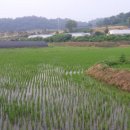 인양양초장 이미지