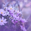 향기고운 이미지