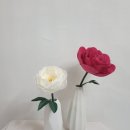 PeonyBlossom