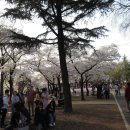 시청별관앞 꽃보라동산 이미지