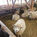 백두목장 | 강원도 여행 코스 추천 대관령 양떼목장 휴게소 주차 및 이용꿀팁 후기