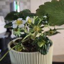 기억앤기억 | 팜앤딸기 딸기모종 심고 한 달 후, 직접 따먹어본 후기