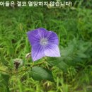 성녀모니카