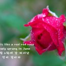 Izzy - My Love Is Like A Red Red Rose 이미지