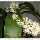 석이네 이미지